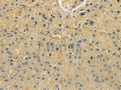 NMUR2 Antibody - DF2821 at 1/100 staining human normal liver tissue by IHC-P.