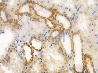 OR4F3/4F21 Antibody - DF2827 at 1/100 staining human normal kidney tissue by IHC-P.