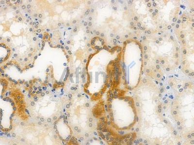 OR4F3/4F21 Antibody - DF2827 at 1/100 staining human normal kidney tissue by IHC-P.