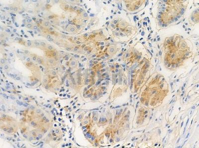 OR1J4 Antibody - DF2840 at 1/100 staining human normal gastric tissue by IHC-P.