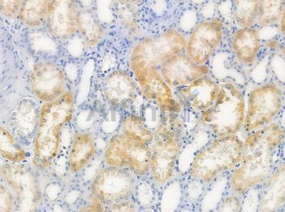 OR2V2 Antibody - DF2855 at 1/100 staining human normal kidney tissue by IHC-P.