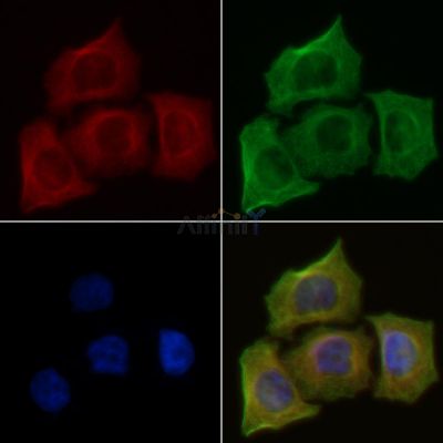 alpha Tubulin 4A Antibody - DF2901 staining Hela cells(45min of heat-shock) by IF/ICC.