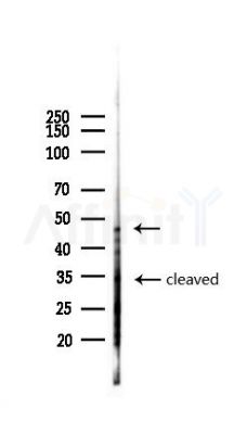 Caspase 2 Antibody - Western blot analysis of lysates from A375 cells(heat-shock,45min treatment), using Caspase 2 Antibody at 1/1000 dilution.