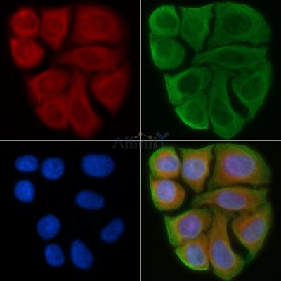HLA Class I Antibody - DF2939 staining Hela cells(45min of heat-shock) by IF/ICC.