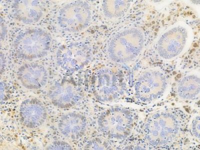 SAMHD1 Antibody - DF2987 at 1/100 staining human normal colon tissue by IHC-P.