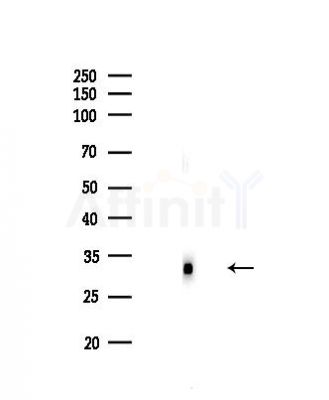 NKX6.3 Antibody - Western blot analysis of lysates from MDA-MB-231 cells(heat-shock,45min treatment), using NKX6.