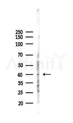 ACTL6A Antibody - Western blot analysis of lysates from Rat liver, using ACTL6A Antibody at 1/1000 dilution.