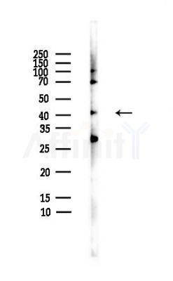 M-CK Antibody - Western blot analysis of lysates from HepG2 cells(heat-shock,45min treatment), using M-CK Antibody at 1/1000 dilution.