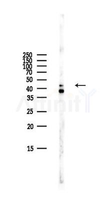 M-CK Antibody - Western blot analysis of lysates from Mouse lung, using M-CK Antibody at 1/1000 dilution.