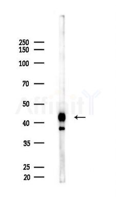 M-CK Antibody - Western blot analysis of lysates from Rat brain, using M-CK Antibody at 1/1000 dilution.
