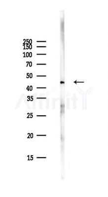 M-CK Antibody - Western blot analysis of lysates from PC12 cells(starvation,24h treatment), using M-CK Antibody at 1/1000 dilution.