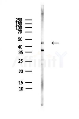 Adrenergic Receptor  alpha -2A Antibody - Western blot analysis of lysates from HepG2 cells(heat-shock,45min treatment), using Adrenergic Receptor  alpha -2A Antibody at 1/1000 dilution.