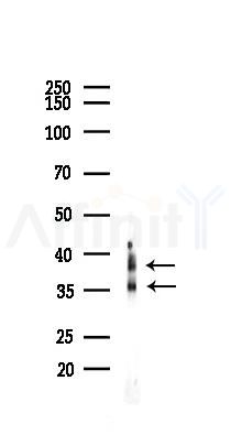 hnRNP A1 Antibody - Western blot analysis of lysates from Mouse testis, using hnRNP A1 Antibody at 1/1000 dilution.