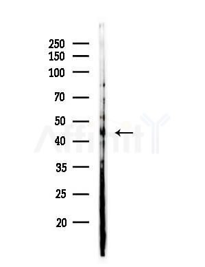 NR2F6 Antibody - Western blot analysis of lysates from Mouse brain, using NR2F6 Antibody at 1/1000 dilution.