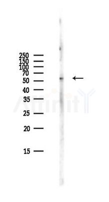 GLU2B Antibody - Western blot analysis of lysates from Mouse lung, using GLU2B Antibody at 1/1000 dilution.