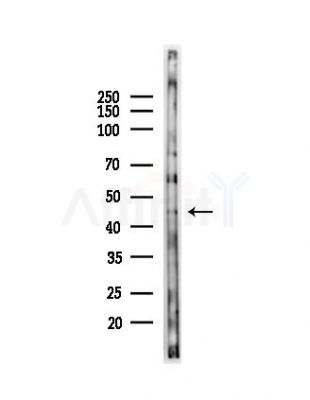 IRF2 Antibody - Western blot analysis of lysates from Mouse testis, using IRF2 Antibody at 1/1000 dilution.