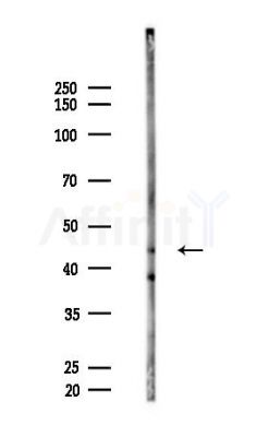 CKMT2 Antibody - Western blot analysis of lysates from Rat brain, using CKMT2 Antibody at 1/1000 dilution.