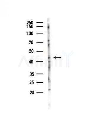 KAPCG Antibody - Western blot analysis of lysates from Mouse liver, using KAPCG Antibody at 1/1000 dilution.