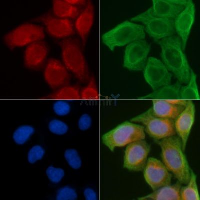 Actinin  alpha 2/3 Antibody - DF3163 staining Hela cells(45min of heat-shock) by IF/ICC.