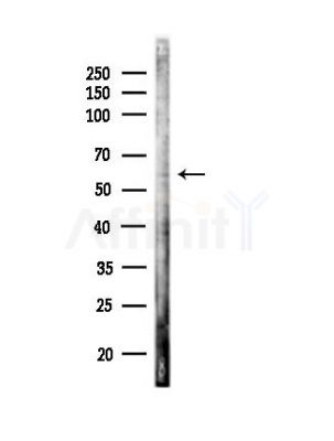 CDK8 Antibody - Western blot analysis of lysates from RAW264.