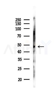 CKI epsilon Antibody - Western blot analysis of lysates from Mouse lung, using CKI epsilon Antibody at 1/1000 dilution.
