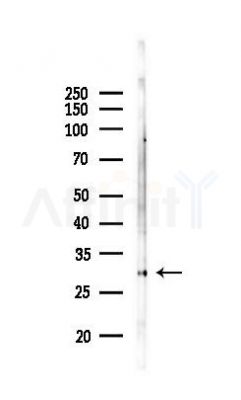 CD253 Antibody - Western blot analysis of lysates from Mouse lung, using CD253 Antibody at 1/1000 dilution.