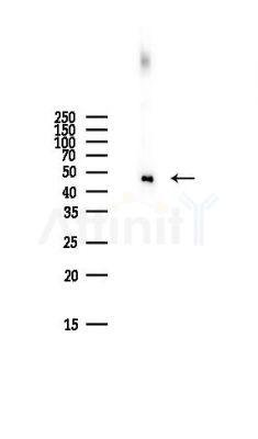 hnRNP F Antibody - Western blot analysis of lysates from Mouse lung, using hnRNP F Antibody at 1/1000 dilution.