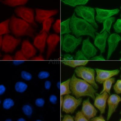 Ephrin A3 Antibody - DF3207 staining Hela cells(45min of heat-shock) by IF/ICC.
