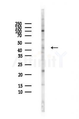 JNK3 Antibody - Western blot analysis of lysates from HepG2 cells(heat-shock,45min treatment), using JNK3 Antibody at 1/1000 dilution.