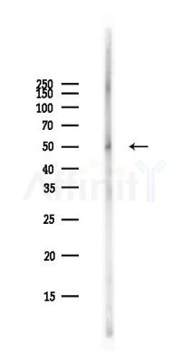 JNK3 Antibody - Western blot analysis of lysates from PC12 cells(starvation,24h treatment), using JNK3 Antibody at 1/1000 dilution.