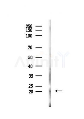 PTTG Antibody - Western blot analysis of lysates from Mouse testis, using PTTG Antibody at 1/1000 dilution.