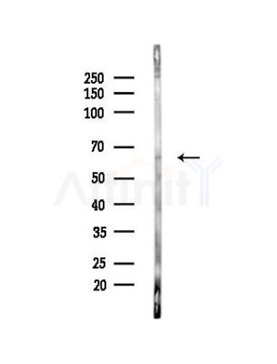 ELL Antibody - Western blot analysis of lysates from HepG2 cells(heat-shock,45min treatment), using ELL Antibody at 1/1000 dilution.