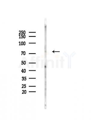 FOXK1 Antibody - Western blot analysis of lysates from Mouse brain, using FOXK1 Antibody at 1/1000 dilution.