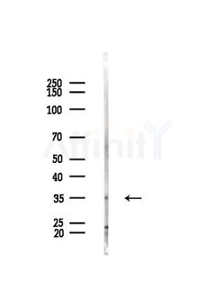 CREM Antibody - Western blot analysis of lysates from HepG2 cells(heat-shock,45min treatment), using CREM Antibody at 1/1000 dilution.