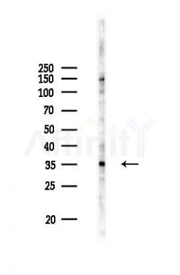 TEF Antibody - Western blot analysis of lysates from Rat liver, using TEF Antibody at 1/1000 dilution.