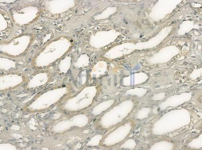 AKAP13 Antibody - DF3249 at 1/100 staining human normal kidney tissue by IHC-P.
