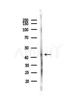WTAP Antibody - Western blot analysis of lysates from Mouse liver, using WTAP Antibody at 1/1000 dilution.