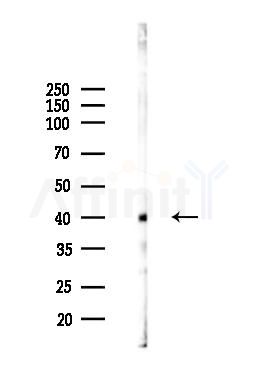 PDGFRL Antibody - Western blot analysis of lysates from Rat brain, using PDGFRL Antibody at 1/1000 dilution.