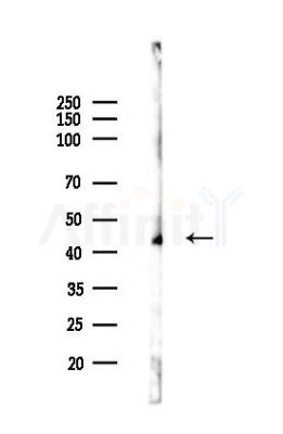 PDGFRL Antibody - Western blot analysis of lysates from Mouse testis, using PDGFRL Antibody at 1/1000 dilution.