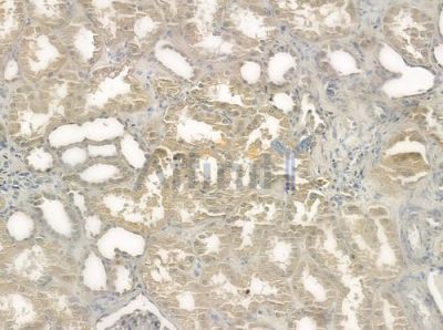 MAPK3 Antibody - DF3302 at 1/100 staining human normal kidney tissue by IHC-P.