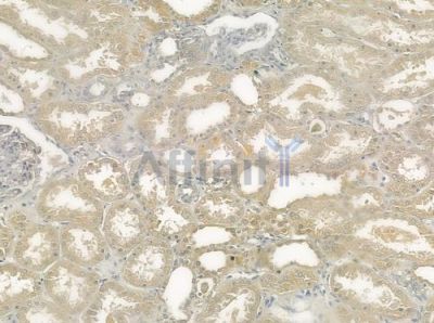MAPK3 Antibody - DF3302 at 1/100 staining human normal kidney tissue by IHC-P.