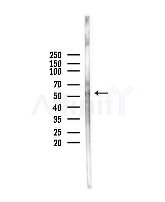 NFIL3 Antibody - Western blot analysis of lysates from Hela cells(heat-shock,45min treatment), using NFIL3 Antibody at 1/1000 dilution.