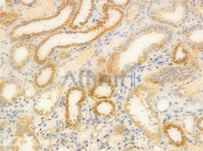 CERKL Antibody - DF3312 at 1/100 staining human normal kidney tissue by IHC-P.