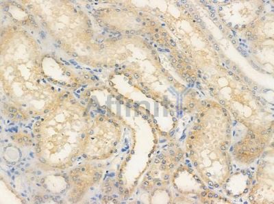 DOK6 Antibody - DF3327 at 1/100 staining human normal kidney tissue by IHC-P.