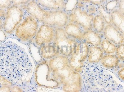 DOK6 Antibody - DF3327 at 1/100 staining human normal kidney tissue by IHC-P.