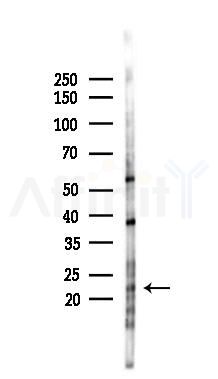 MOBKL2B Antibody - Western blot analysis of lysates from RAW264.