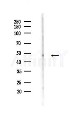 TRIM59 Antibody - Western blot analysis of lysates from Mouse testis, using TRIM59 Antibody at 1/1000 dilution.