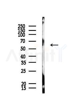 ACRBP Antibody - Western blot analysis of lysates from HUVEC cells, using ACRBP Antibody at 1/1000 dilution.