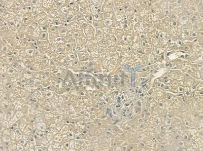 PPHLN Antibody - DF3355 at 1/100 staining human normal liver tissue by IHC-P.