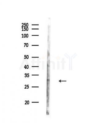 DUSP19 Antibody - Western blot analysis of lysates from B16F10-LUC cells, using DUSP19 Antibody at 1/1000 dilution.